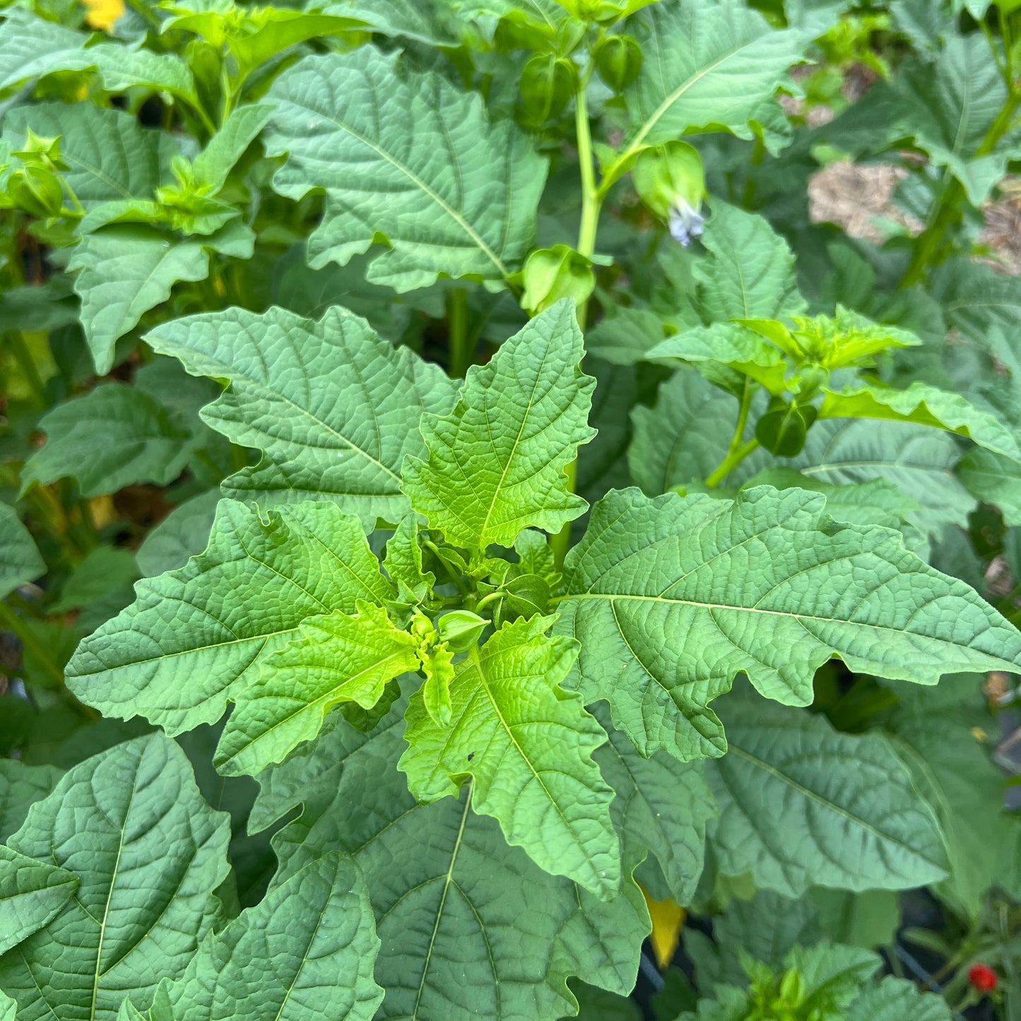 Apple of Peru (Shoo fly plant)