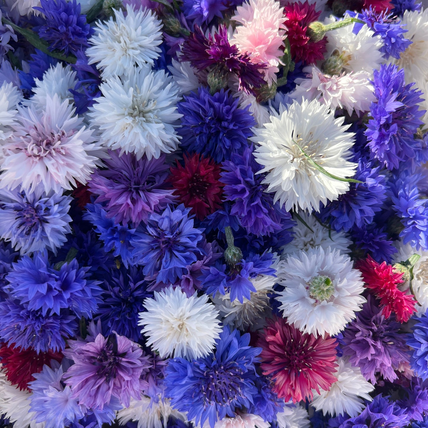 Cornflower mix Centaurea Cyanus