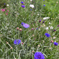 Cornflower mix Centaurea Cyanus