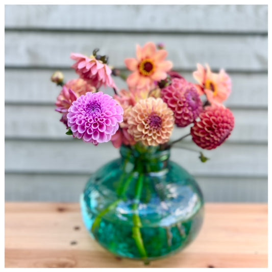 Dahlias, tea and cake, Saturday 30th August