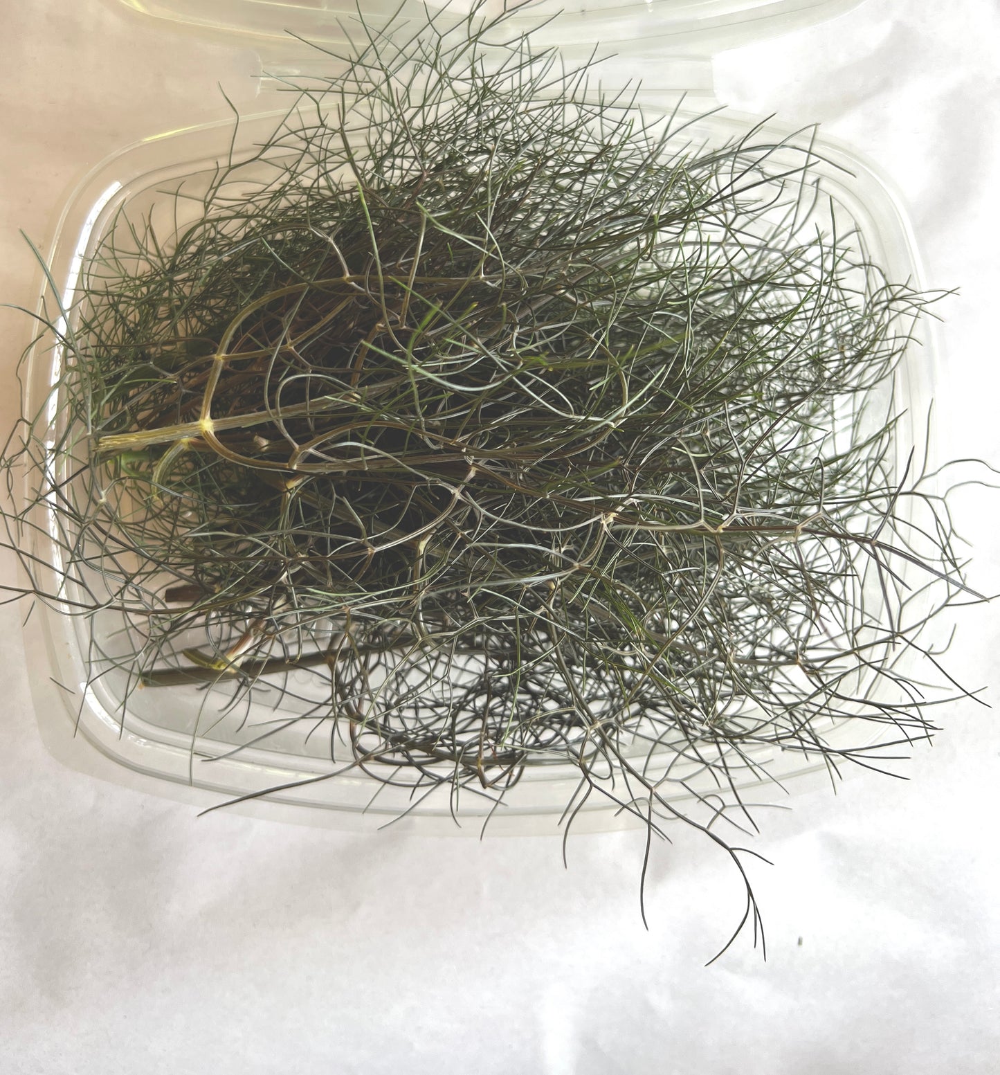 Bronze Fennel