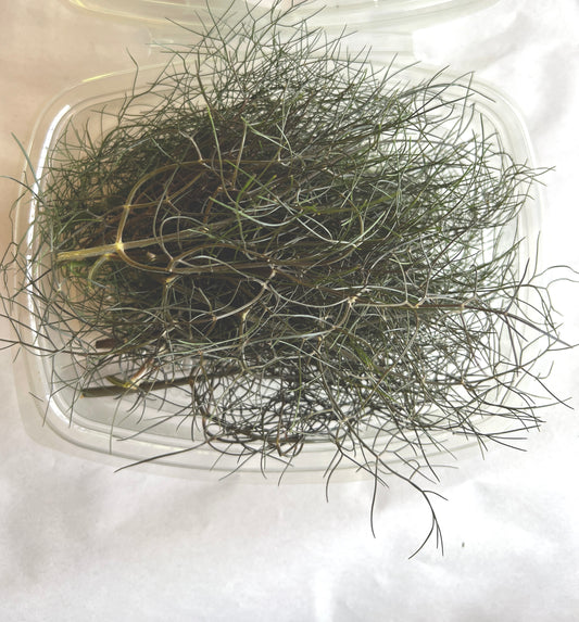 Bronze Fennel