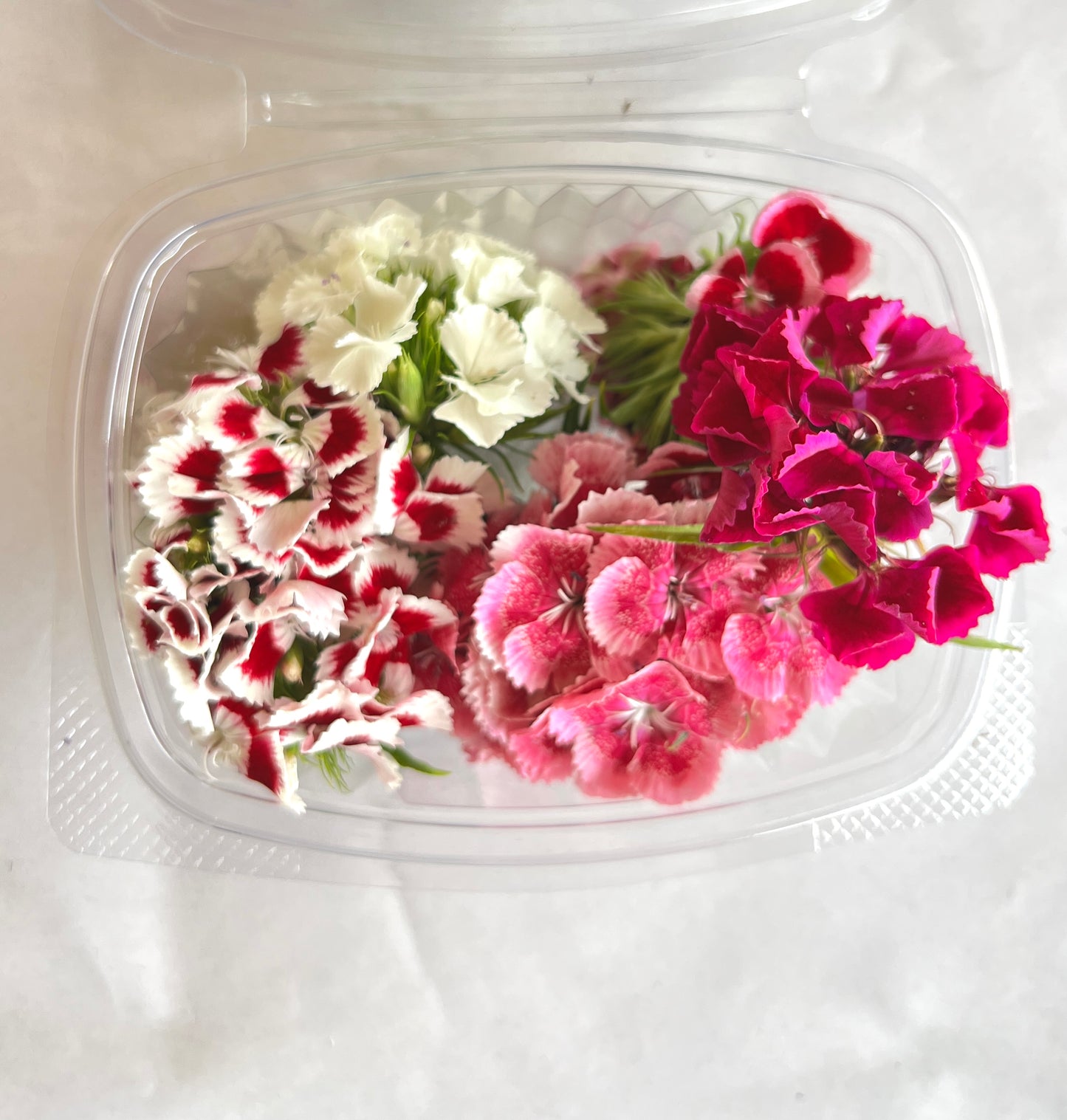 Dianthus - Sweet William