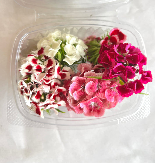Dianthus - Sweet William