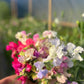 Sweetpea watercolour painting workshop with Jay Nolan Latchford