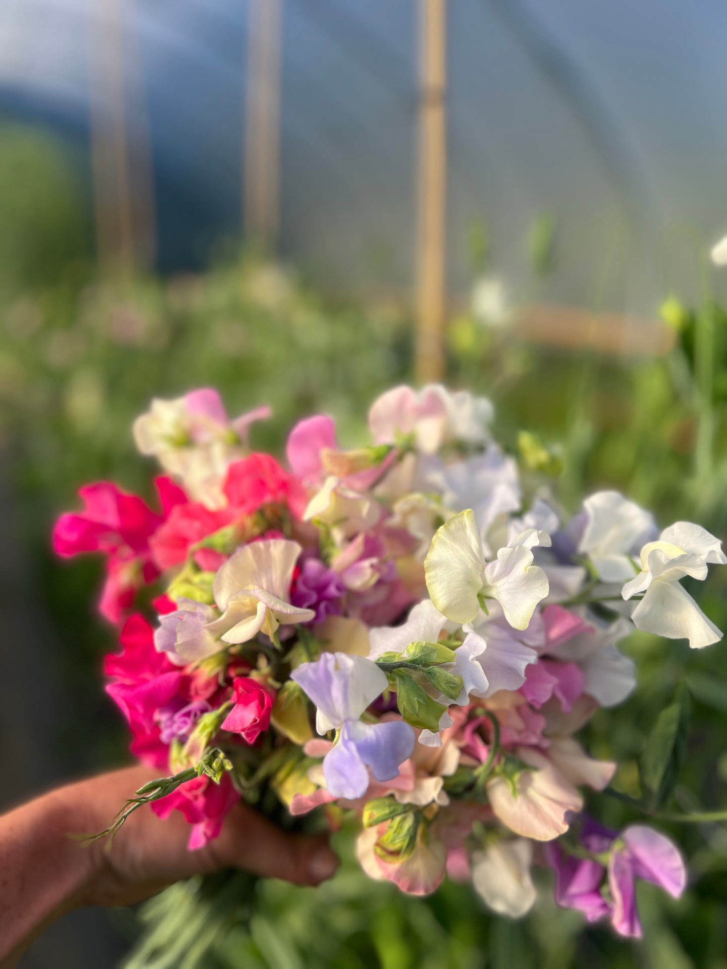Sweetpea watercolour painting workshop with Jay Nolan Latchford