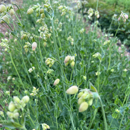 Silene Vulgaris (bladder campion)
