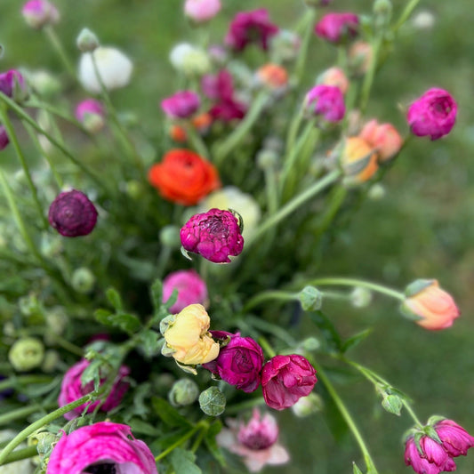 Pick Your Own Ranunculus & geums