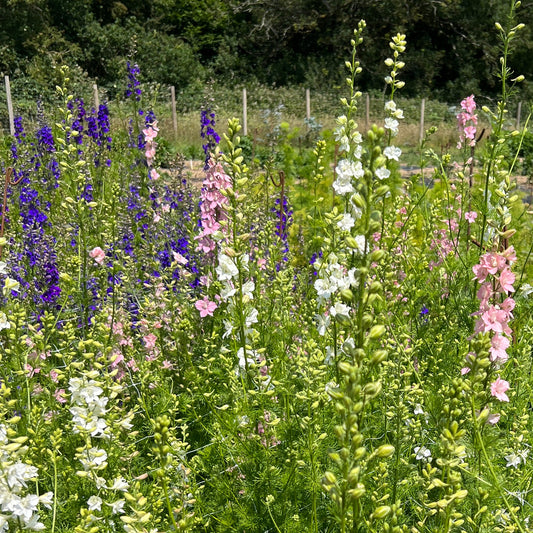 Larkspur mix