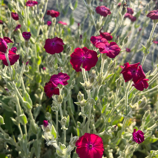 Rose Campion Pink Mix (Lychnis Coronaria)
