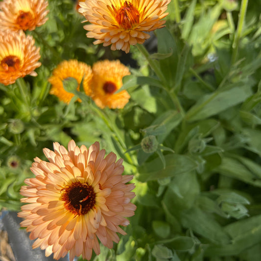 Calendula Officinalis 'Sunset Buff'