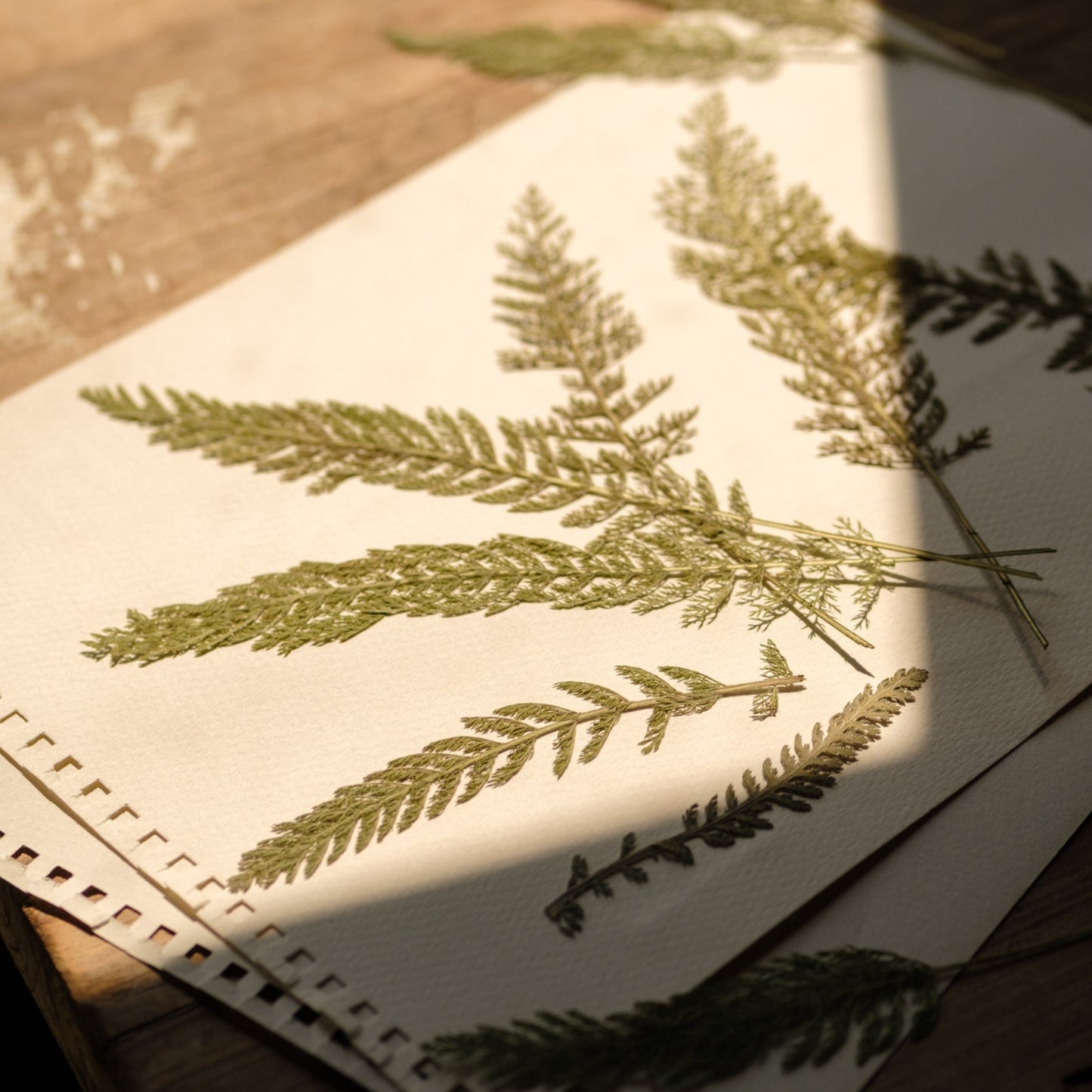 Yarrow pressed leaves