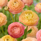 Pick Your Own Ranunculus