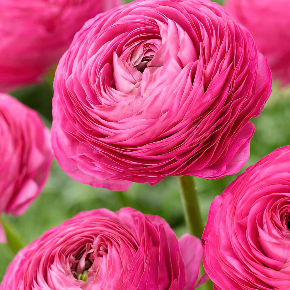 Ranunculus Corms