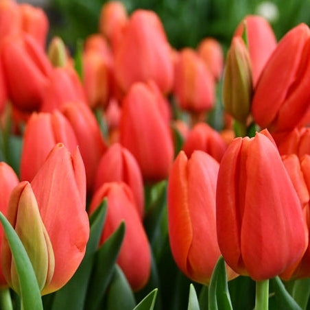 Orange Juice Tulip Bulb