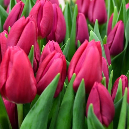 Pink Ardour Tulip Bulb