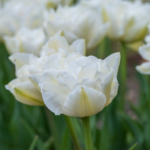 Northcap Tulip Bulbs