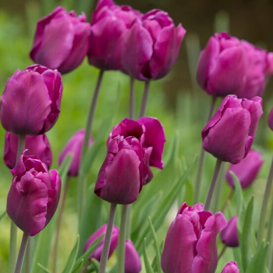 Purple Rain Tulip Bulb