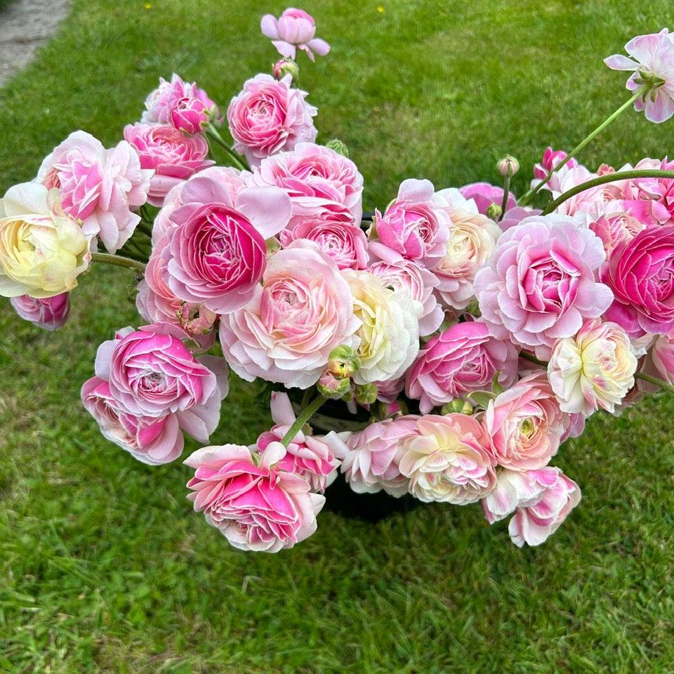 Pick Your Own Ranunculus & geums