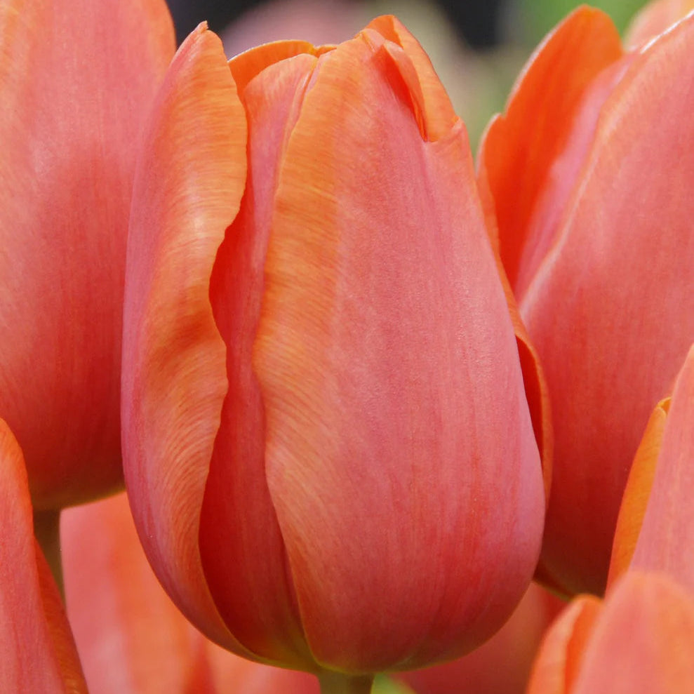 Charade Tulip Bulbs
