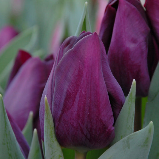 Purple Lady Tulip Bulbs