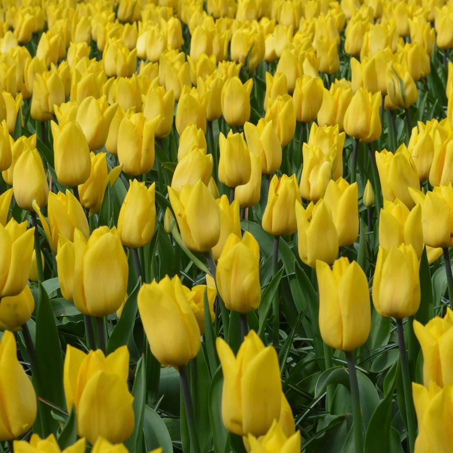 Strong Gold Tulip Bulbs