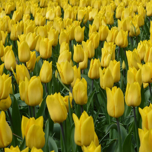 Strong Gold Tulip Bulbs